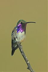 Lucifer Hummingbird