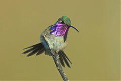 Lucifer Hummingbird