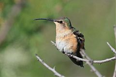 Lucifer Hummingbird