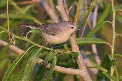 Lucy's Warbler