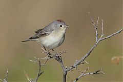 Lucy's Warbler