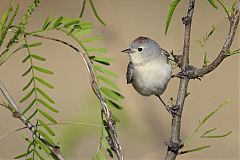 Lucy's Warbler