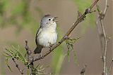 Lucy's Warbler