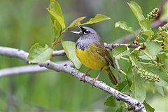 MacGillivray's Warbler