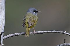 MacGillivray's Warbler