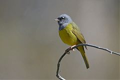 MacGillivray's Warbler