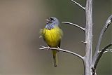 MacGillivray's Warbler