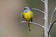 MacGillivray's Warbler