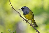 MacGillivray's Warbler