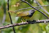 MacGillivray's Warbler