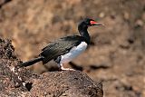 Magellanic Cormorant