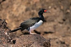 Magellanic Cormorant