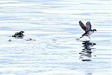 Magellanic Diving-Petrelborder=