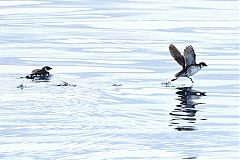 Magellanic Diving-Petrel