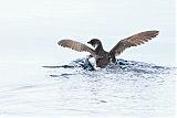 Magellanic Diving-Petrelborder=