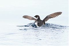 Magellanic Diving-Petrel