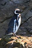 Magellanic Penguinborder=