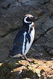 Magellanic Penguin