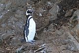 Magellanic Penguin