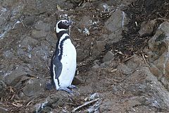 Magellanic Penguin