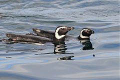 Magellanic Penguin