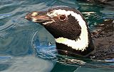 Magellanic Penguin