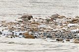 Magellanic Plover