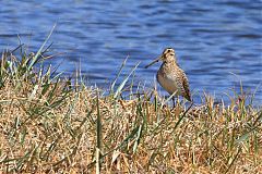 Magellanic Snipe