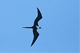 Magnificent Frigatebird