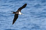 Magnificent Frigatebird