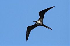 Magnificent Frigatebird