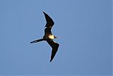 Magnificent Frigatebird