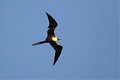 Magnificent Frigatebird