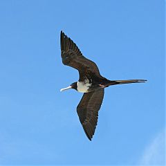 Magnificent Frigatebird