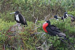 Magnificent Frigatebird