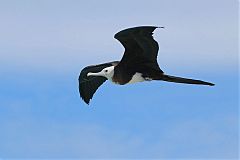 Magnificent Frigatebird