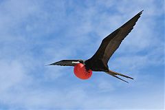Magnificent Frigatebird