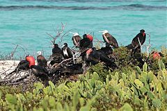 Magnificent Frigatebird