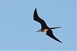 Magnificent Frigatebirdborder=