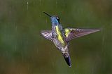 Talamanca Hummingbird