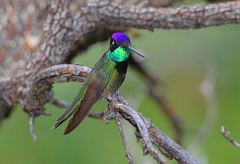 Rivoli's Hummingbird