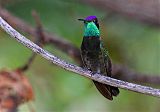 Rivoli's Hummingbird