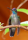 Talamanca Hummingbird