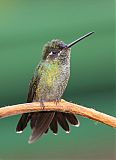 Talamanca Hummingbird