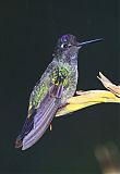 Talamanca Hummingbird