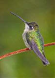 Talamanca Hummingbird