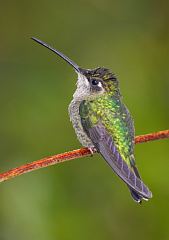 Talamanca Hummingbird