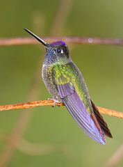 Talamanca Hummingbird