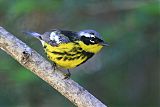 Magnolia Warbler