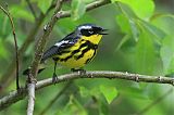 Magnolia Warbler